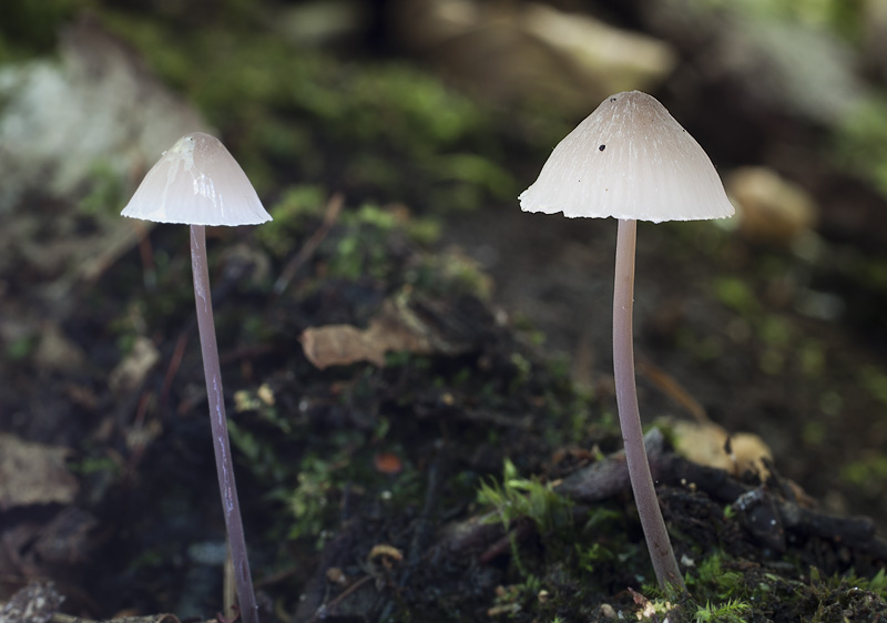 Mycena filopes